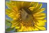 Sunflower a Honeybee (Apis Mellifera) Gathers-null-Mounted Photographic Print