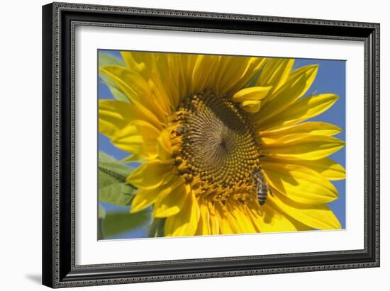 Sunflower a Honeybee (Apis Mellifera) Gathers-null-Framed Photographic Print