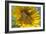 Sunflower a Honeybee (Apis Mellifera) Gathers-null-Framed Photographic Print
