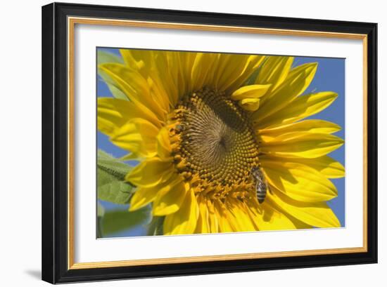 Sunflower a Honeybee (Apis Mellifera) Gathers-null-Framed Photographic Print