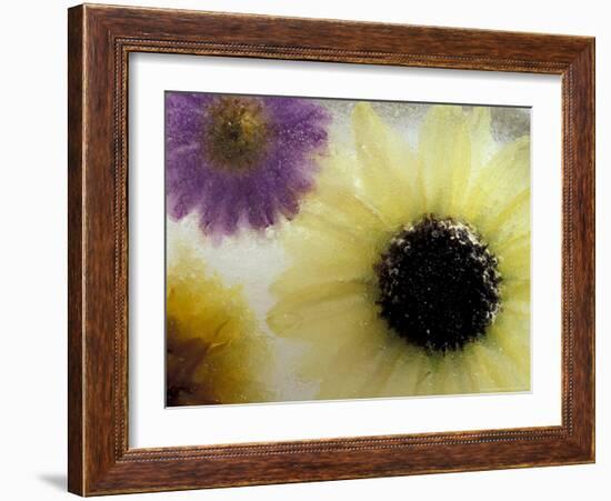 Sunflower and Aster Frozen in Ice, Issaquah, Washington, USA,-Darrell Gulin-Framed Photographic Print