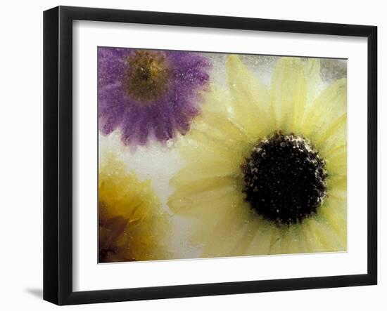 Sunflower and Aster Frozen in Ice, Issaquah, Washington, USA,-Darrell Gulin-Framed Photographic Print