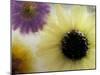 Sunflower and Aster Frozen in Ice, Issaquah, Washington, USA,-Darrell Gulin-Mounted Photographic Print