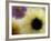 Sunflower and Aster Frozen in Ice, Issaquah, Washington, USA,-Darrell Gulin-Framed Photographic Print