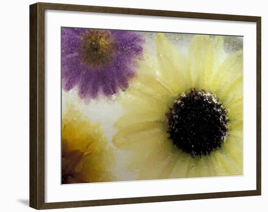 Sunflower and Aster Frozen in Ice, Issaquah, Washington, USA,-Darrell Gulin-Framed Photographic Print