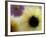 Sunflower and Aster Frozen in Ice, Issaquah, Washington, USA,-Darrell Gulin-Framed Photographic Print