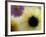 Sunflower and Aster Frozen in Ice, Issaquah, Washington, USA,-Darrell Gulin-Framed Photographic Print