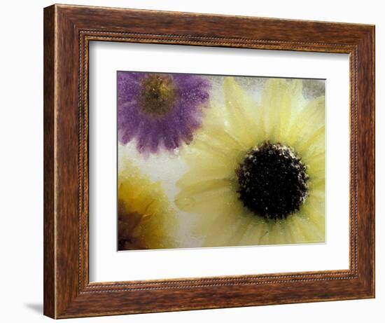 Sunflower and Aster Frozen in Ice, Issaquah, Washington, USA,-Darrell Gulin-Framed Photographic Print