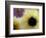 Sunflower and Aster Frozen in Ice, Issaquah, Washington, USA,-Darrell Gulin-Framed Photographic Print