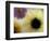 Sunflower and Aster Frozen in Ice, Issaquah, Washington, USA,-Darrell Gulin-Framed Photographic Print