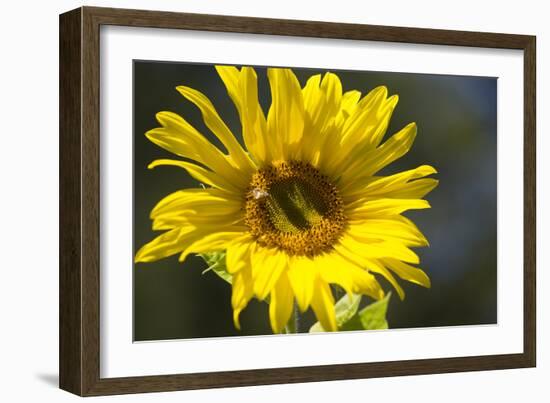 Sunflower and Bee I-Rita Crane-Framed Photographic Print