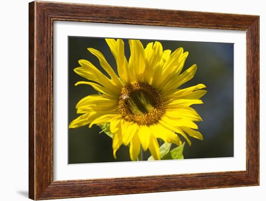 Sunflower and Bee I-Rita Crane-Framed Photographic Print