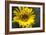 Sunflower and Bee I-Rita Crane-Framed Photographic Print