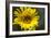 Sunflower and Bee I-Rita Crane-Framed Photographic Print