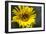 Sunflower and Bee I-Rita Crane-Framed Photographic Print