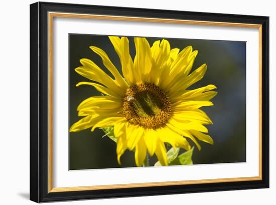 Sunflower and Bee I-Rita Crane-Framed Photographic Print