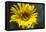 Sunflower and Bee I-Rita Crane-Framed Premier Image Canvas