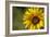 Sunflower and Bee II-Rita Crane-Framed Photographic Print