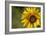 Sunflower and Bee II-Rita Crane-Framed Photographic Print