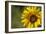 Sunflower and Bee II-Rita Crane-Framed Photographic Print