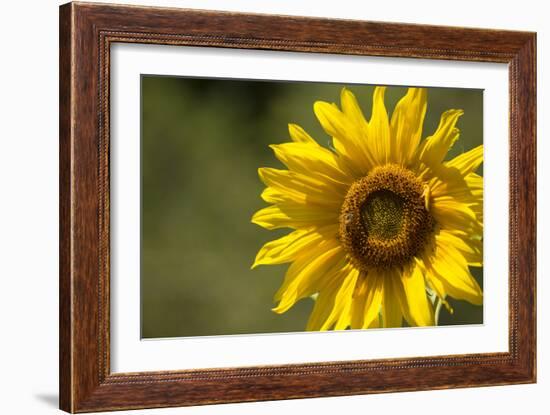 Sunflower and Bee II-Rita Crane-Framed Photographic Print