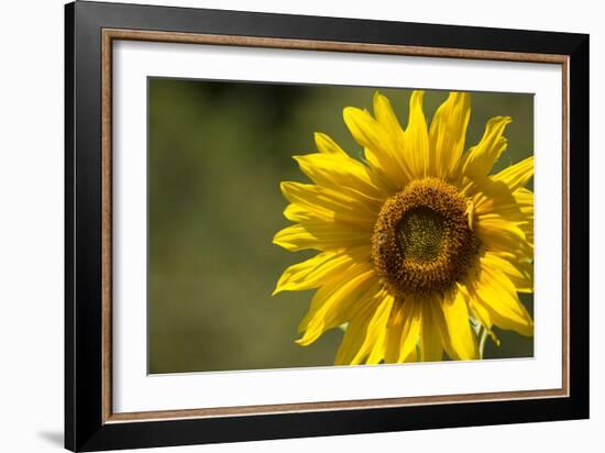 Sunflower and Bee II-Rita Crane-Framed Photographic Print