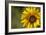 Sunflower and Bee II-Rita Crane-Framed Photographic Print