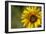 Sunflower and Bee II-Rita Crane-Framed Photographic Print