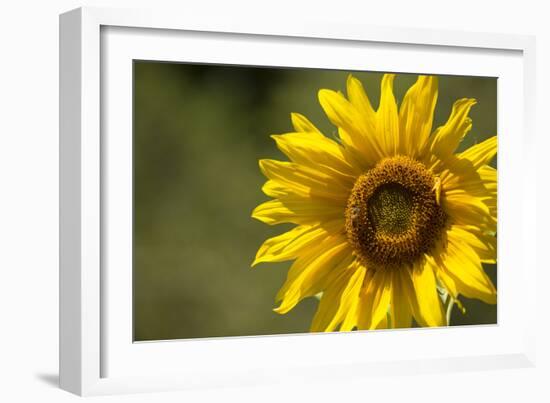 Sunflower and Bee II-Rita Crane-Framed Photographic Print