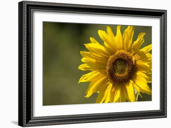 Sunflower and Bee II-Rita Crane-Framed Photographic Print