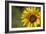 Sunflower and Bee II-Rita Crane-Framed Photographic Print