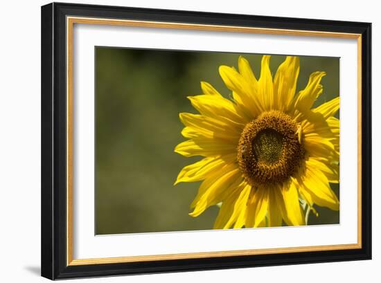 Sunflower and Bee II-Rita Crane-Framed Photographic Print