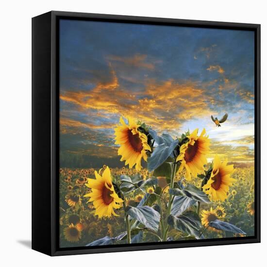 Sunflower And Bird-Ata Alishahi-Framed Premier Image Canvas