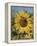 Sunflower and Butterflies-William Vanderdasson-Framed Premier Image Canvas