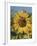 Sunflower and Butterflies-William Vanderdasson-Framed Giclee Print