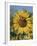 Sunflower and Butterflies-William Vanderdasson-Framed Giclee Print