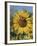 Sunflower and Butterflies-William Vanderdasson-Framed Giclee Print