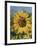 Sunflower and Butterflies-William Vanderdasson-Framed Giclee Print