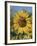 Sunflower and Butterflies-William Vanderdasson-Framed Giclee Print