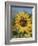 Sunflower and Butterflies-William Vanderdasson-Framed Giclee Print