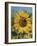 Sunflower and Butterflies-William Vanderdasson-Framed Giclee Print