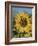 Sunflower and Butterflies-William Vanderdasson-Framed Giclee Print