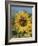 Sunflower and Butterflies-William Vanderdasson-Framed Giclee Print