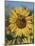 Sunflower and Butterflies-William Vanderdasson-Mounted Giclee Print