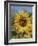 Sunflower and Butterflies-William Vanderdasson-Framed Giclee Print