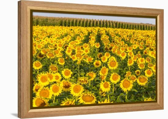 Sunflower and Corn Field in Morning Light in Michigan, North Dakota, USA-Chuck Haney-Framed Premier Image Canvas