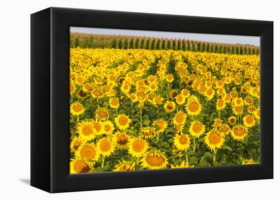 Sunflower and Corn Field in Morning Light in Michigan, North Dakota, USA-Chuck Haney-Framed Premier Image Canvas