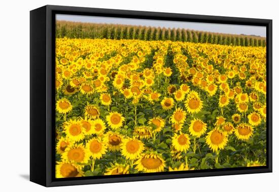 Sunflower and Corn Field in Morning Light in Michigan, North Dakota, USA-Chuck Haney-Framed Premier Image Canvas