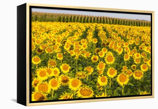 Sunflower and Corn Field in Morning Light in Michigan, North Dakota, USA-Chuck Haney-Framed Premier Image Canvas