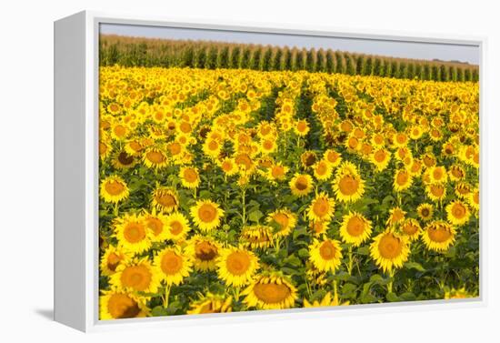 Sunflower and Corn Field in Morning Light in Michigan, North Dakota, USA-Chuck Haney-Framed Premier Image Canvas